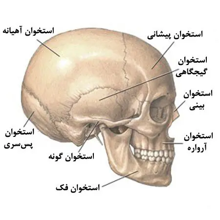 شکستگی صورت گونه و‌فک و‌درمان آن توسط دکتر رضا امیرزرگر فوق تخصص جراحی زیبایی صورت فک دهان دندان 