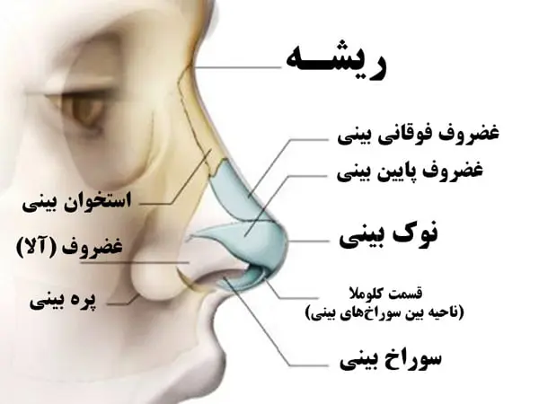 جراحی بینی و انواع جراحی زیبایی توسط دکتر رضا امیرزرگر فوق تخصص جراحی زیبایی صورت فک دهان دندان